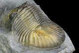 Scabriscutellum Trilobite - Multi-Toned Shell #105355-4